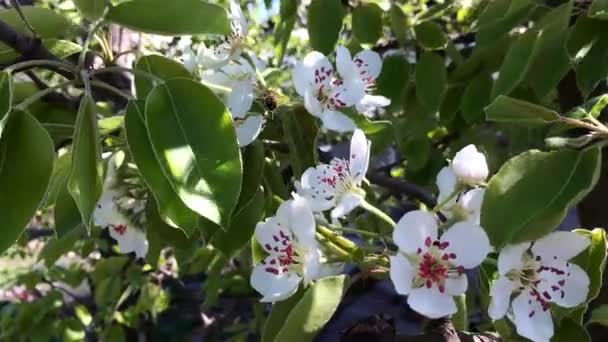Flores de pera — Vídeo de stock