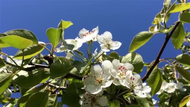 Pear flowers — Stock Video