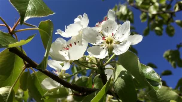 Pear flowers — Stock Video