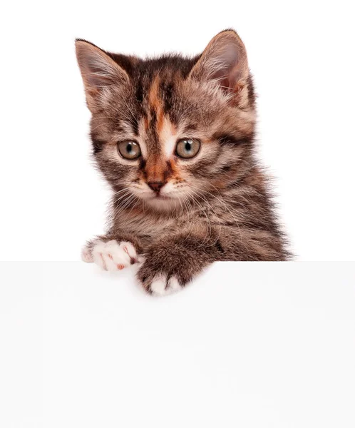 Cute kitten — Stock Photo, Image