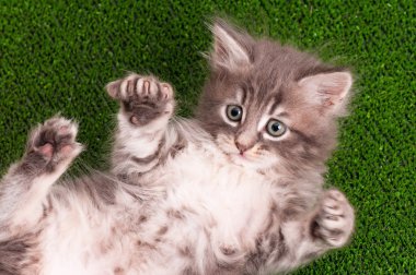 şirin kedi yavrusu