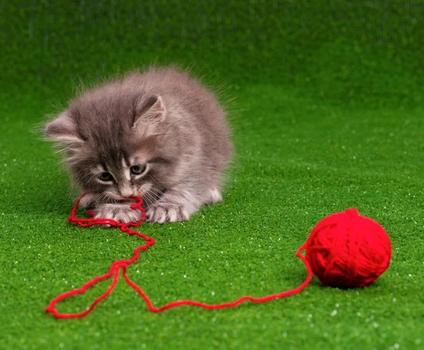 Lindo gatito — Foto de Stock