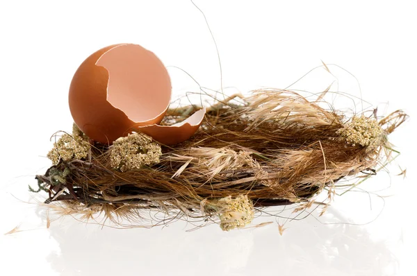 Eier im Nest — Stockfoto