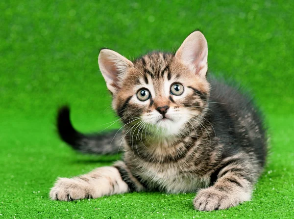 Cute kitten — Stock Photo, Image