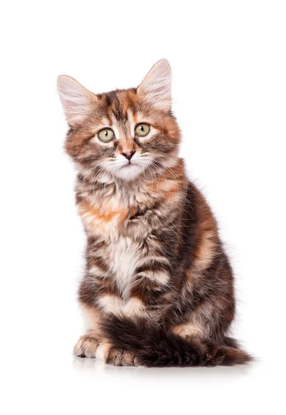 Cute kitten — Stock Photo, Image