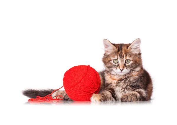 Lindo gatito — Foto de Stock