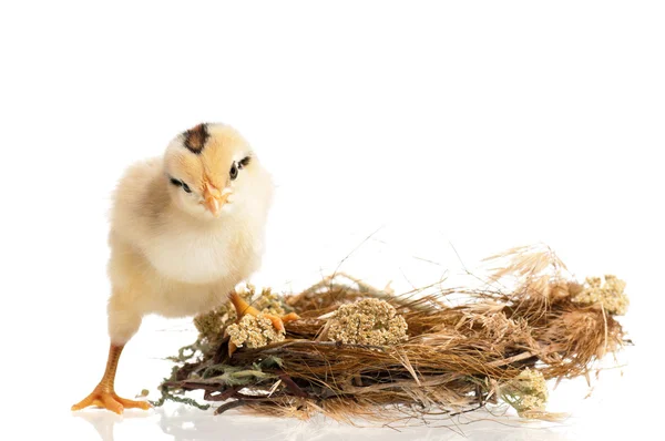 Pasgeboren chick — Stockfoto