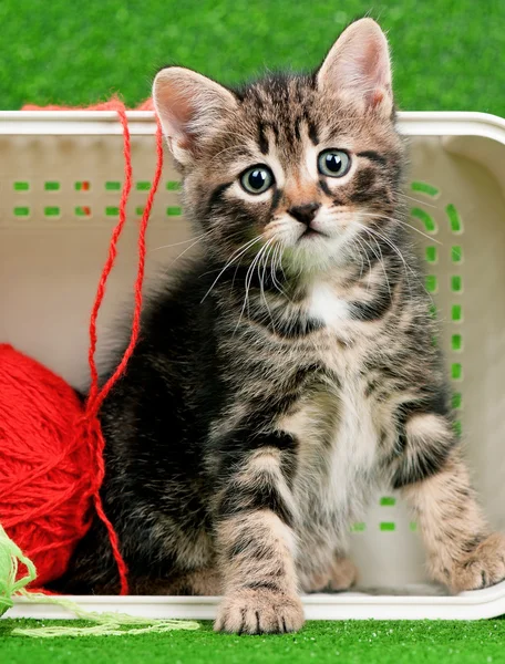 Gatinho bonito — Fotografia de Stock