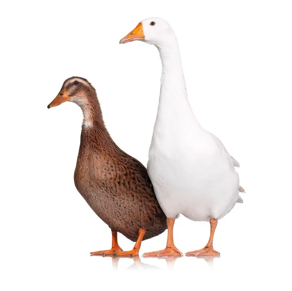 Canard et oie — Photo