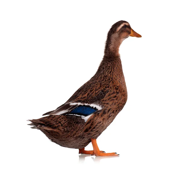 Pato doméstico — Fotografia de Stock