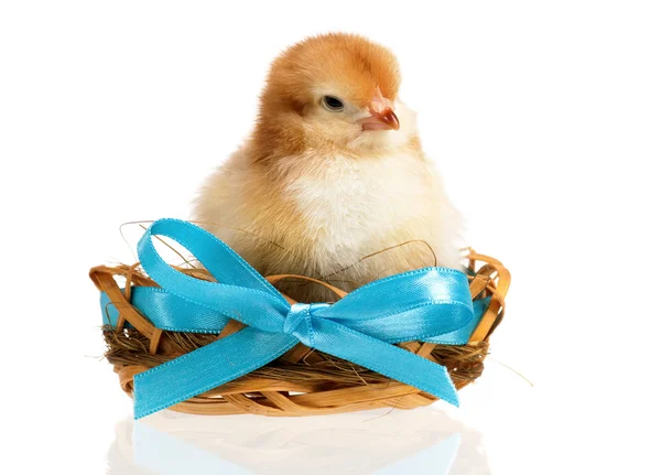 Chicken in nest — Stock Photo, Image