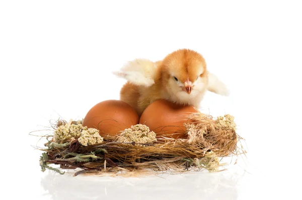 Kurczak w gniazdo — Zdjęcie stockowe