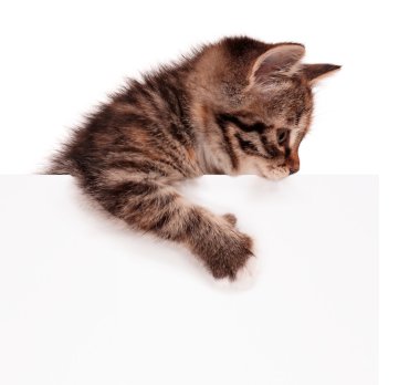 boş yavru kedi