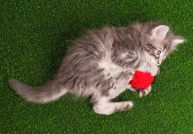 Kitten with red clew clipart