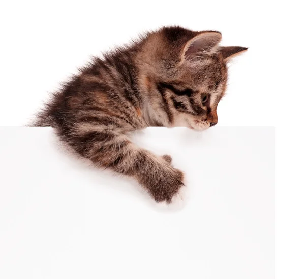 Kitten with blank — Stock Photo, Image