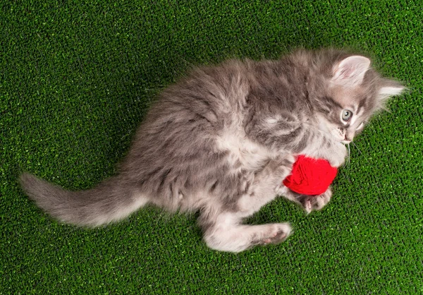 Kitten with red clew — Stock Photo, Image