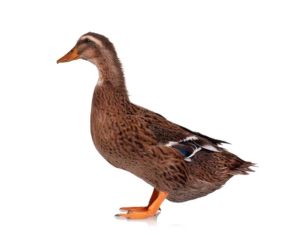 Belföldi kacsa — Stock Fotó