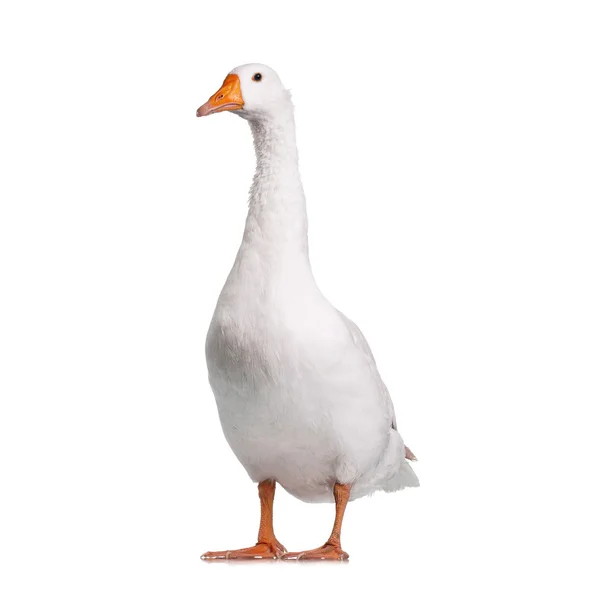 Domestic goose — Stock Photo, Image