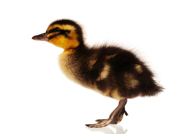 Domestic duckling — Stock Photo, Image