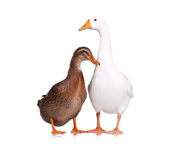Duck and goose — Stock Photo, Image