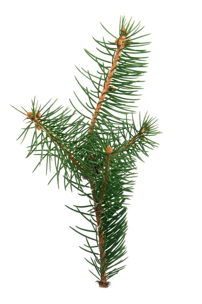 Fir branch — Stock Photo, Image