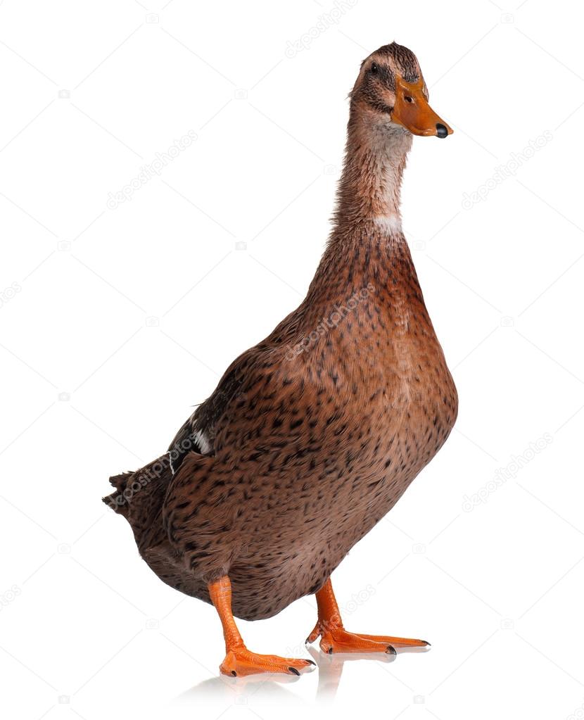 Domestic duck