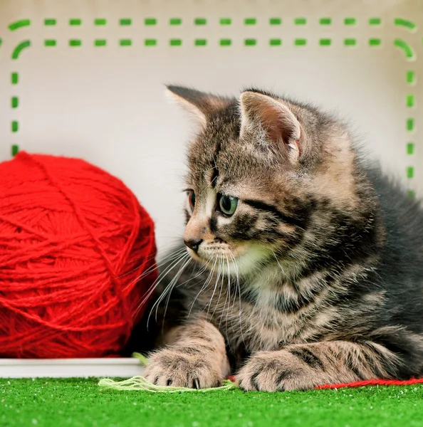 Roztomilé koťátko hrát červené zámotek vlákna — Stock fotografie