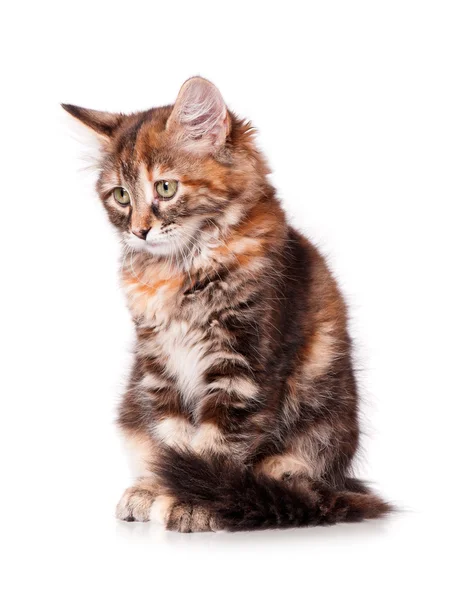 Cute kitten isolated — Stock Photo, Image