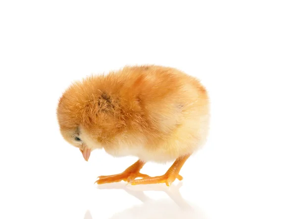 Petit poulet isolé — Photo