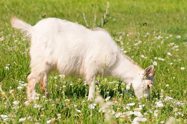 Белый козел — стоковое фото
