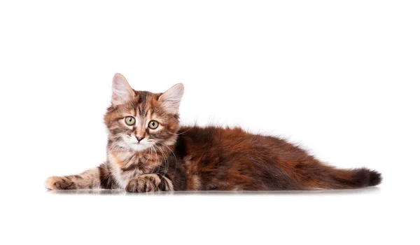 Cute young cat — Stock Photo, Image