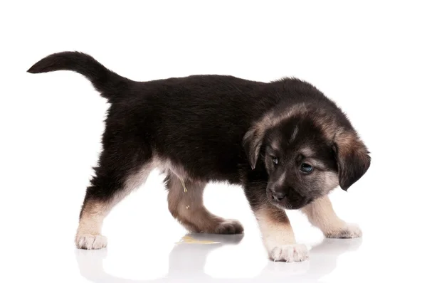 1,5 ay eski sevimli köpek yavrusu — Stok fotoğraf