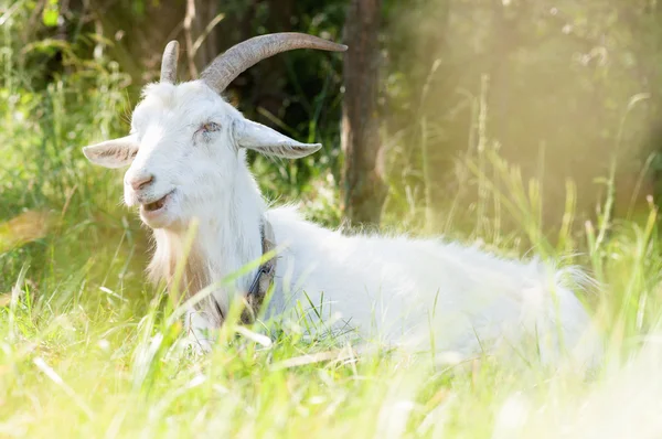 Біла коза з рогами — стокове фото