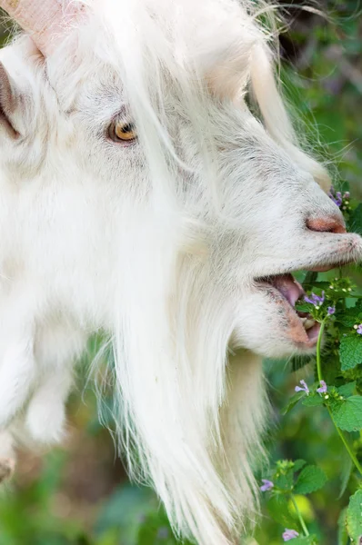 White goat with horns — Stock Photo, Image