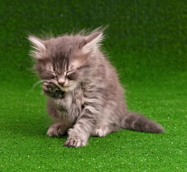 Lindo gatito gris — Foto de Stock