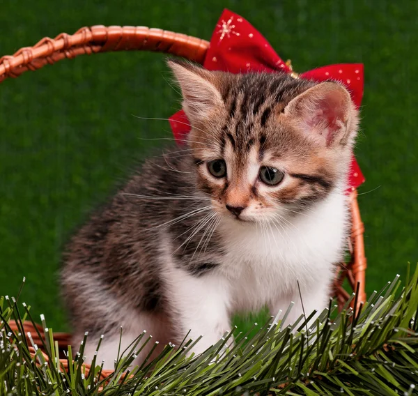 Kitten with Christmas fir tree — Stock Photo, Image