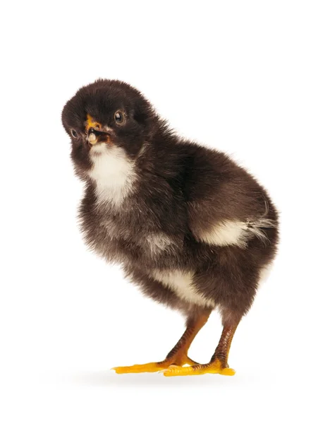 分離した黒い小さな鶏 — ストック写真