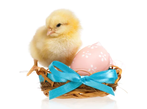 Chicken in nest with Easter eggs — Stock Photo, Image