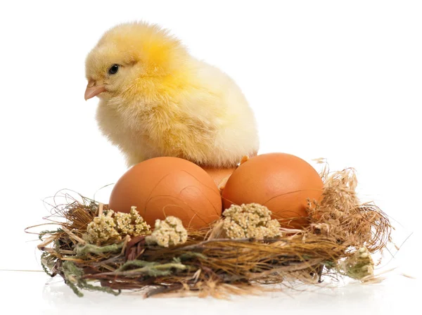 Beetje kip en eieren in nest — Stockfoto