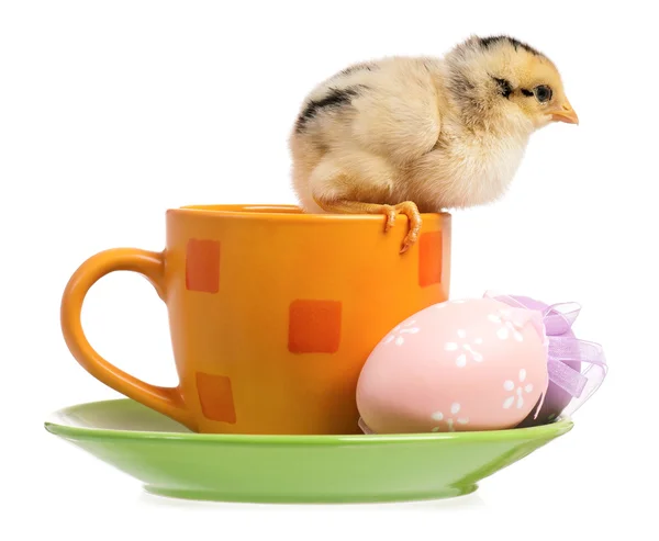 Ein kleines Huhn auf Tasse — Stockfoto