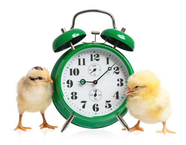 Petits poulets avec horloge Photo De Stock