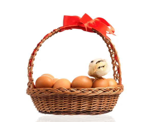 Schattige kleine kip op eieren binnen mand — Stockfoto