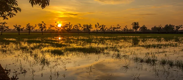 Por do sol do campo de arrozal — Fotografia de Stock