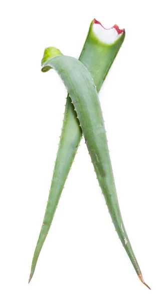 Aloe vera — Foto de Stock