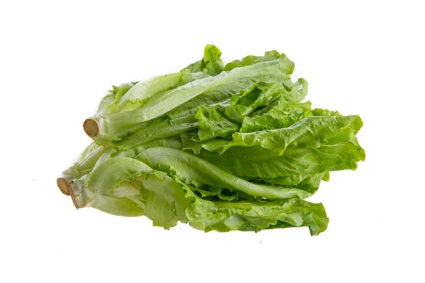 Lettuce — Stock Photo, Image