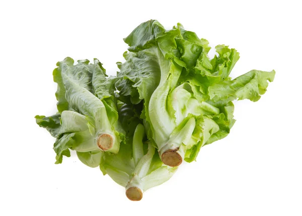 Lettuce — Stock Photo, Image