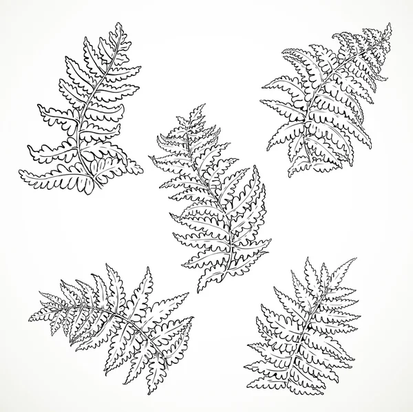 Fern leaves separately black and white graphics isolated on whit — Stock Vector