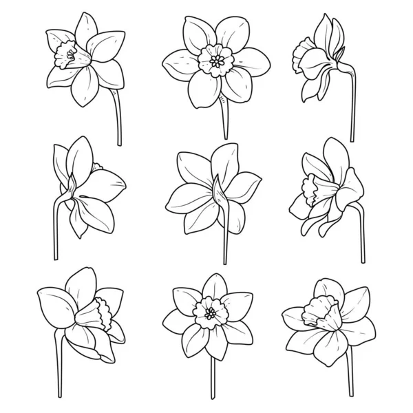 Narcisos Flores Separadas Línea Arte Para Colorear Sobre Fondo Blanco — Archivo Imágenes Vectoriales