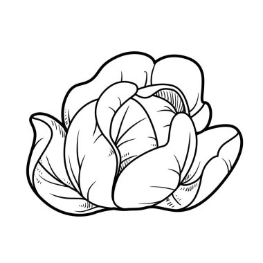 Beyaz arkaplanda lahana doğrusal çizimi