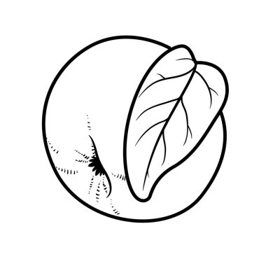 Beyaz arkaplanda yaprak doğrusal çizimi olan elma
